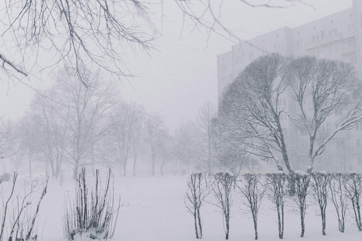 Snow-covered nature with trees and building in the distance